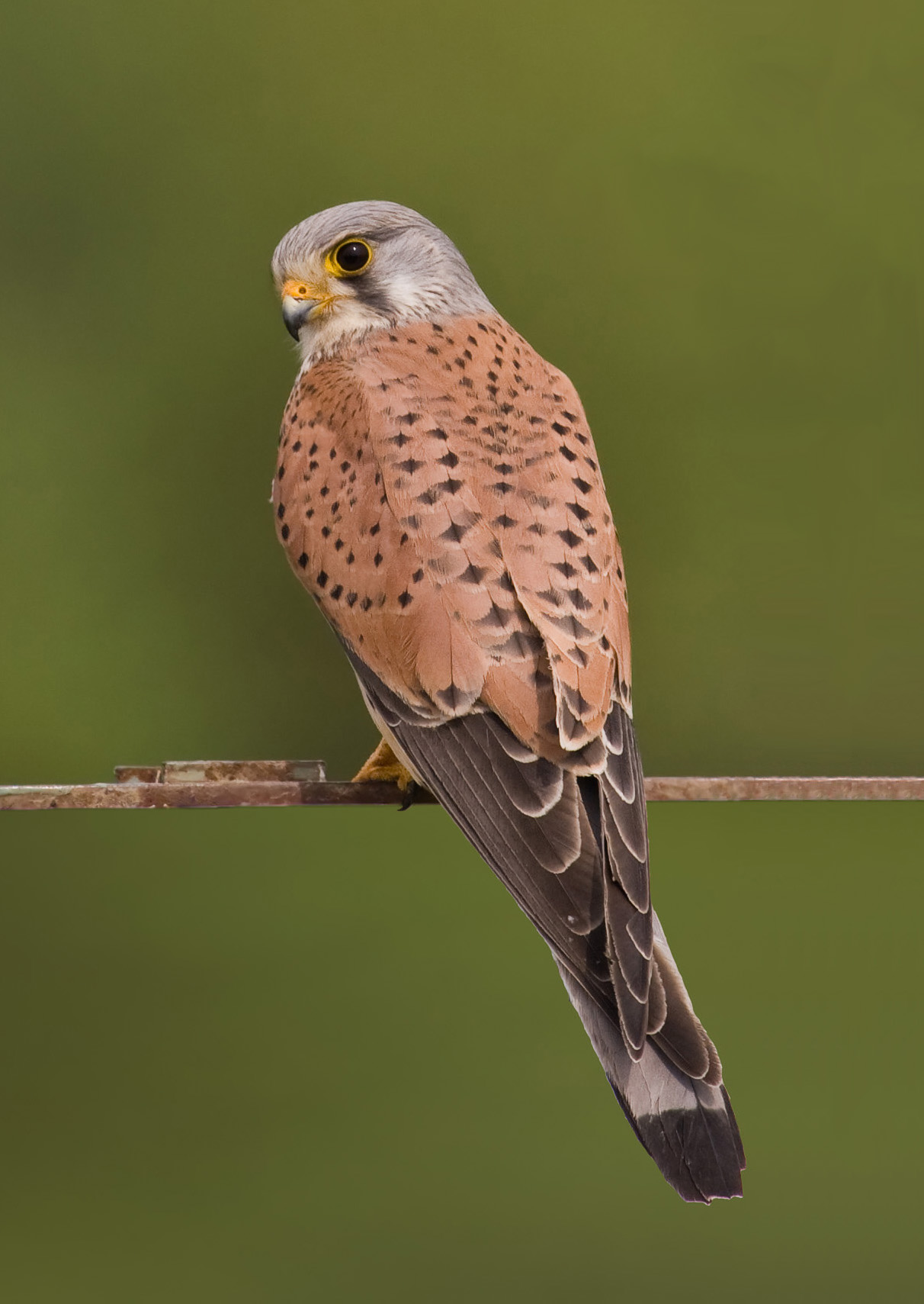 Common_kestrel_falco_tinnunculus.jpg