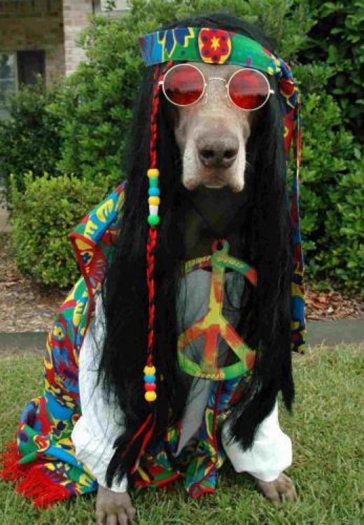 cool-dog-funny-hippie-love-Favim.com-265596[1].jpg