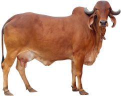 cow.jpg