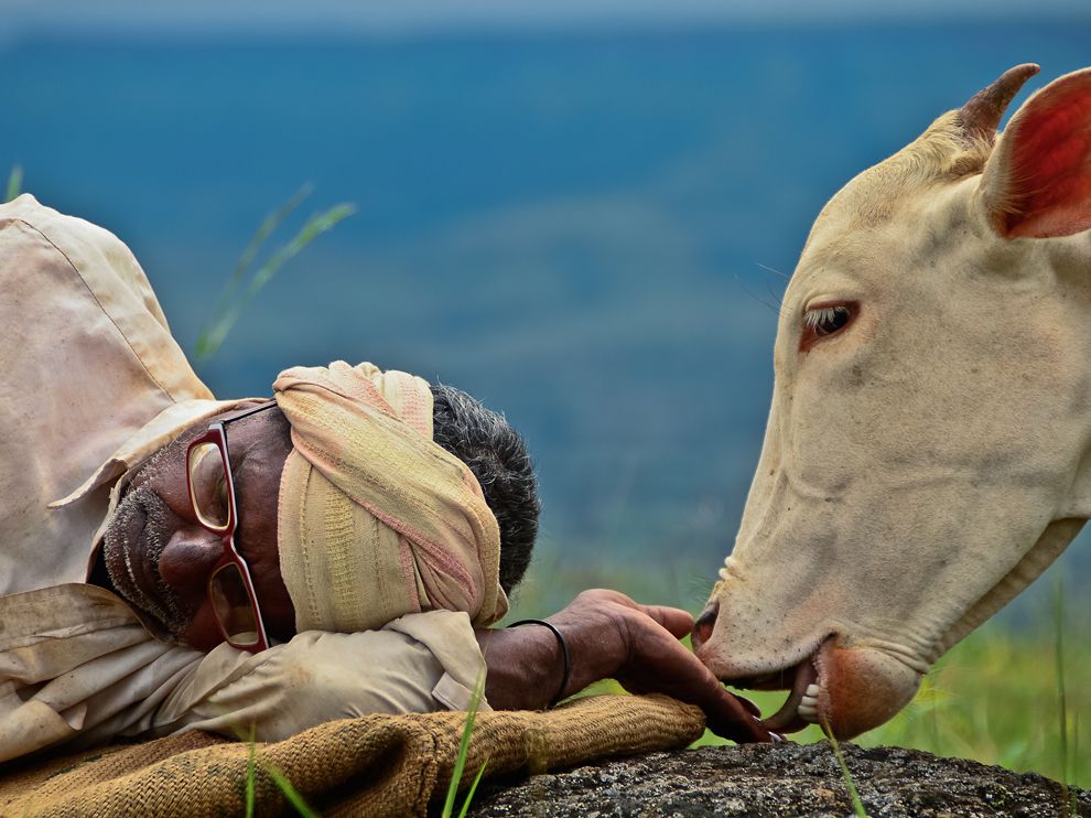 cow-shepherd-india_62675_990x742.jpg