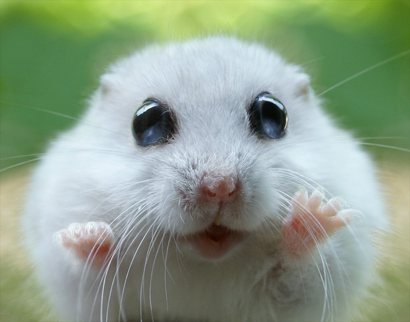 CUTE-big-eyed-black-eyed-mouse-holds-little-hands-up.jpg