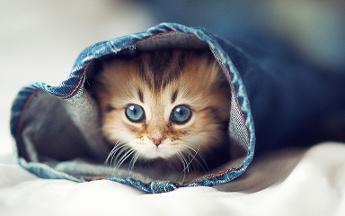 Cute-Cat-Tumblr.jpg