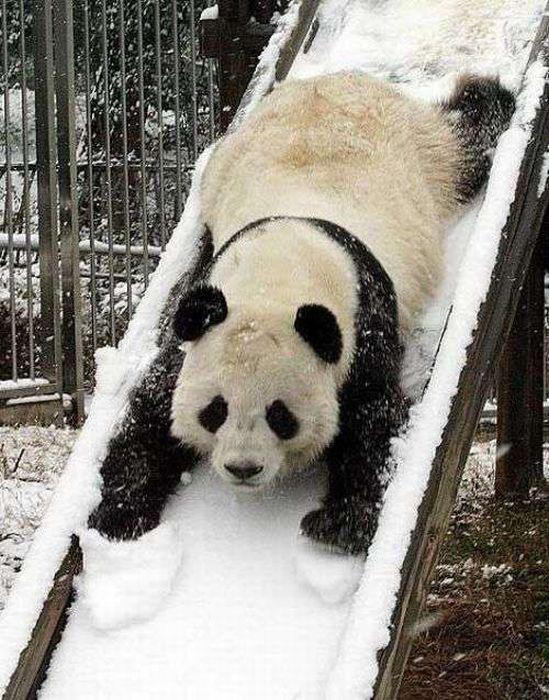 cute-panda-snow-Favim.com-266291[1].jpg