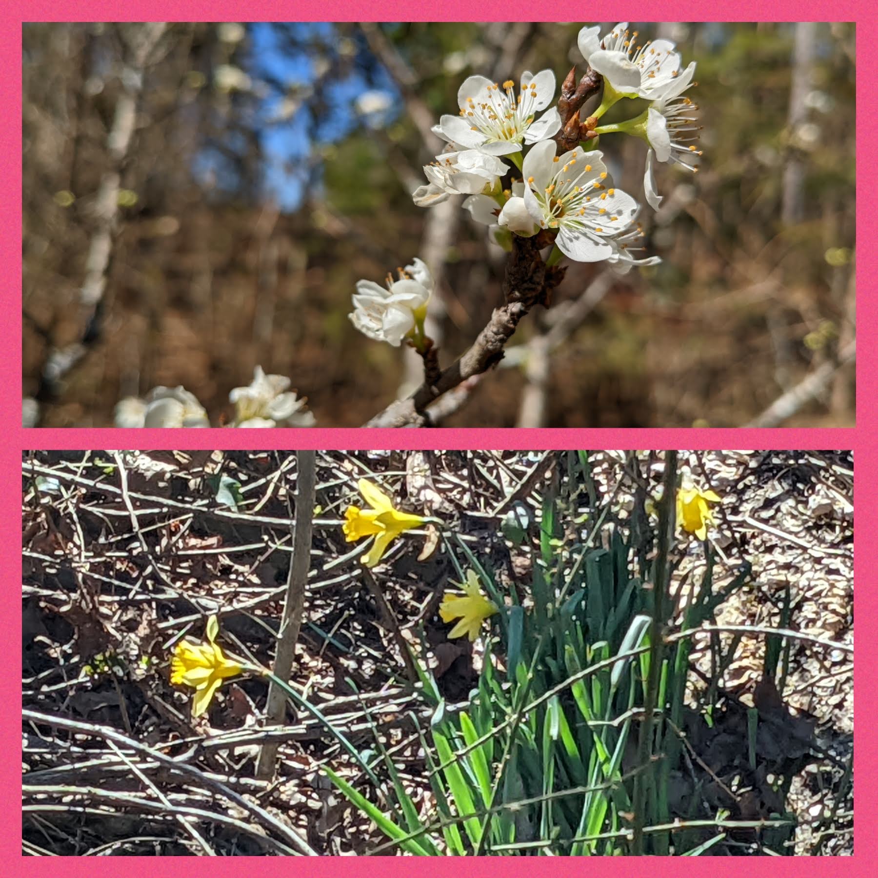 Daffodils_Plum_Bloom.jpg