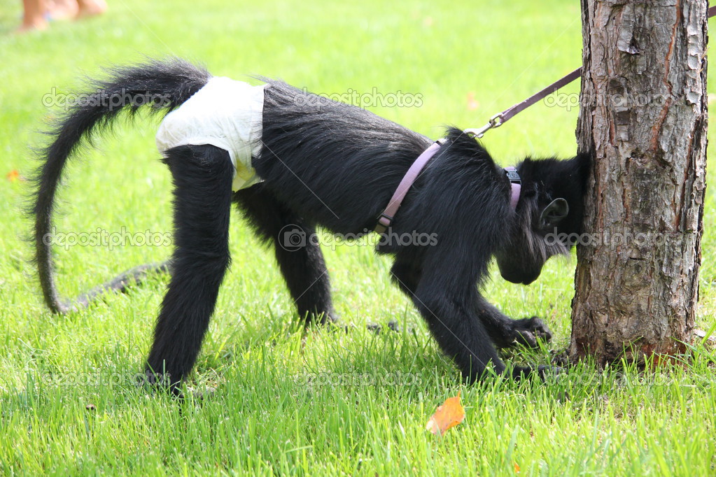 depositphotos_33369669-stock-photo-monkey-tied-to-tree.jpg