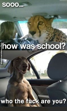 dog cheetah.jpg