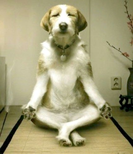 DogMeditation[1].jpg