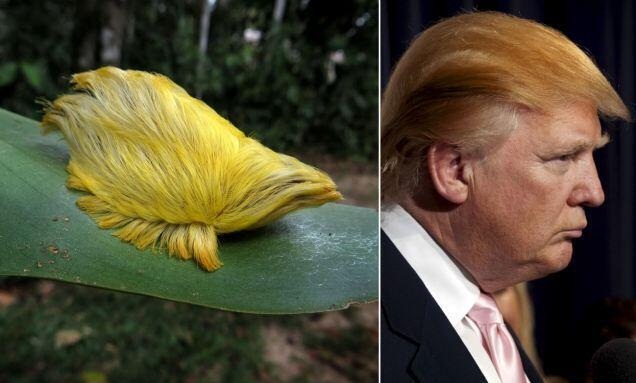 donald-trump-caterpillar.jpg