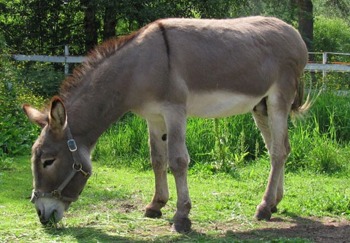 donkey[1].jpg