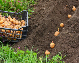 droit des hommes 9 28 15 plante les pommes.jpg