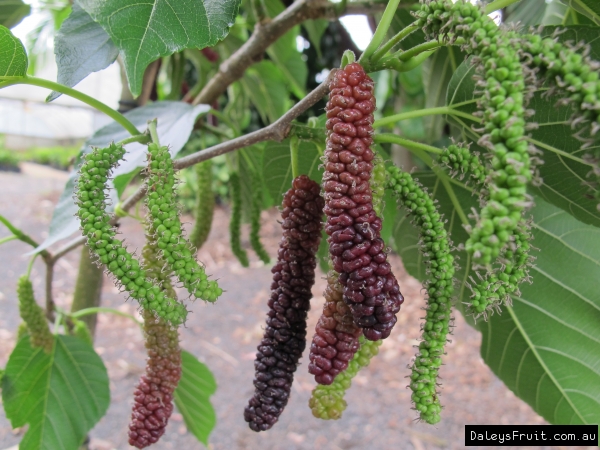 Dwarf-Mulberry-Red-Shahtoot-77.jpeg