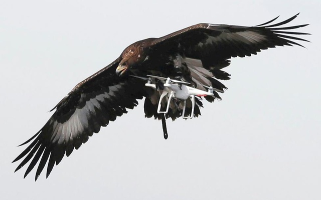 EAGLE+VS+DRONE-03.jpg