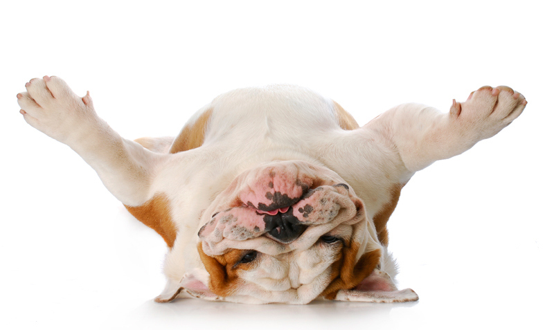 english-bulldog-laying-on-his-back-wants-belly-rub.jpg