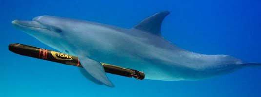 Facts_dolphin_200-535x200.jpg