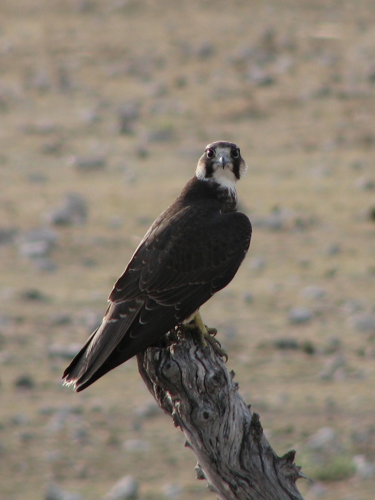 Falco_biarmicus_Etosha.jpg