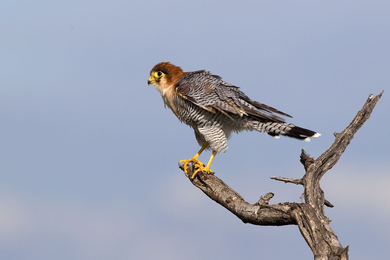 Falco_chicquera_(Etosha,_2012) (2).jpg