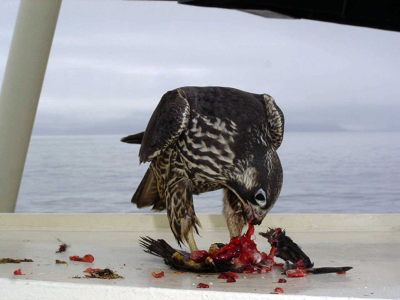 Falco_peregrinus_on_ship_USFWS.jpg