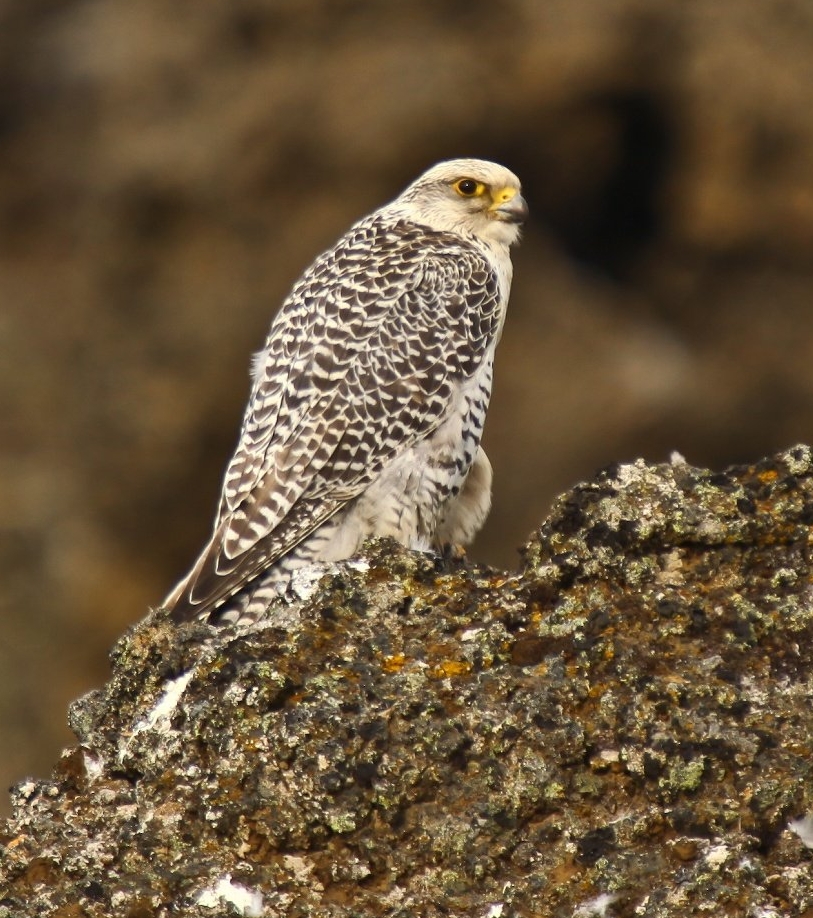 Falco_rusticolus_white_cropped.jpg