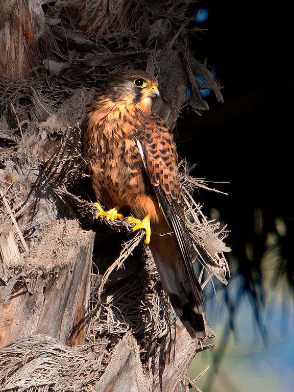 Falco_tinnunculus_-El_Castillo_del_Romeral,_Canary_Islands,_Spain-8 (1).jpg