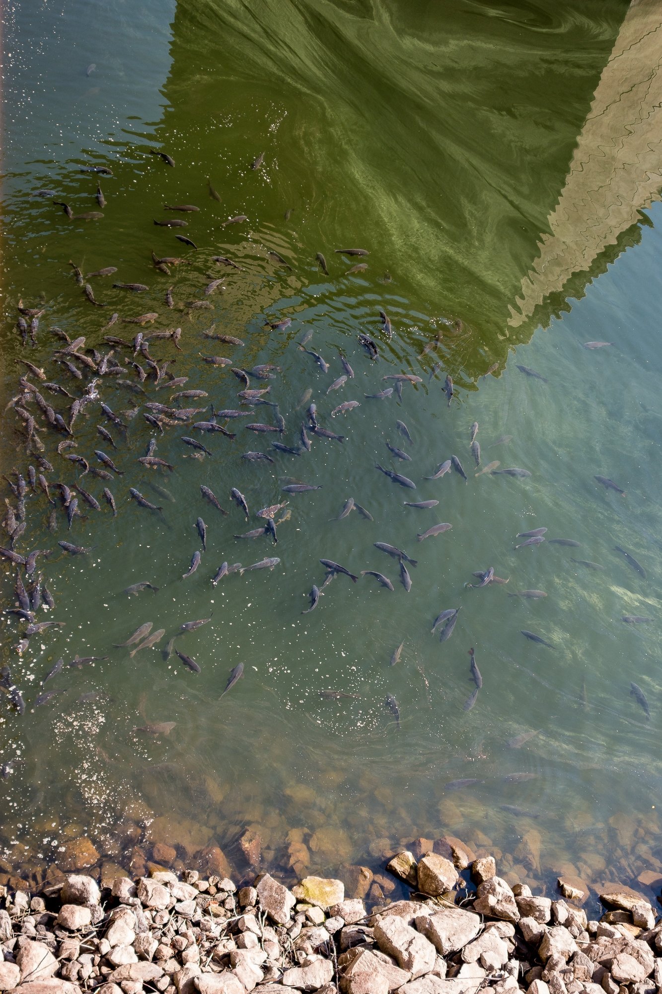 Feeding Fish-01516.jpg