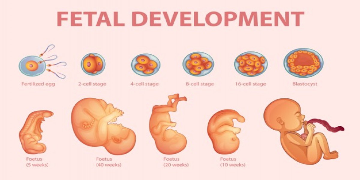 Fetal-development.jpg