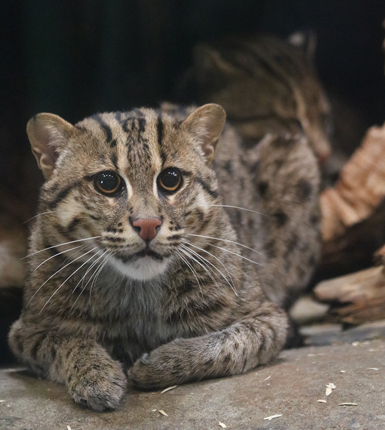 Fishing-Cat-Miso-and-Ron-8Mar19-Erik-Bowker-1.jpg