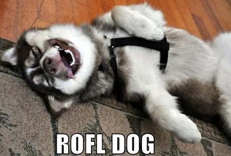 funny-dog-pictures-rolling-on-the-floor-laughing.jpg