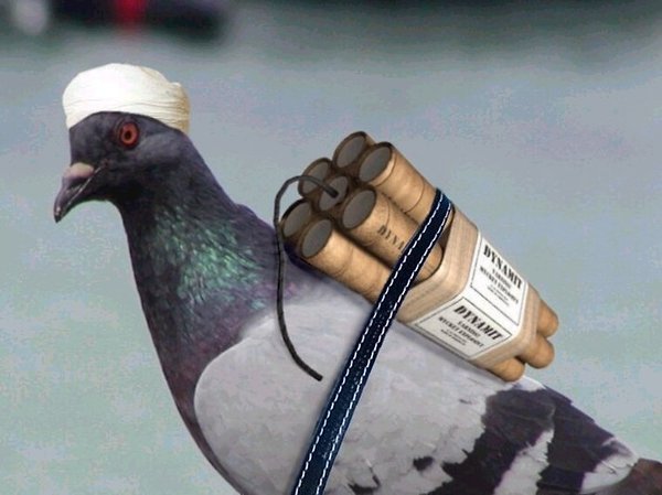 Funny-Pigeons-Dangers.jpg