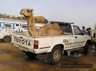 funny_camel_5.jpg