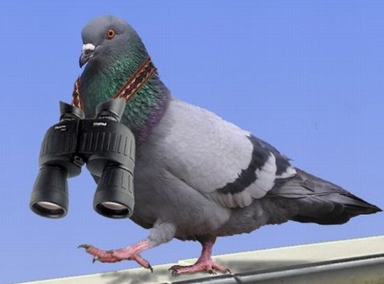 funny_pigeon_picture_24.jpg