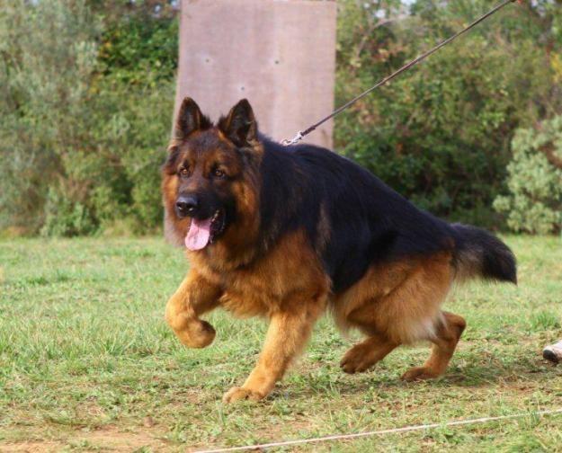 German-Shepherd-Training-Photo.jpg