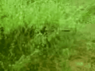 GIF_20150508_235352.gif