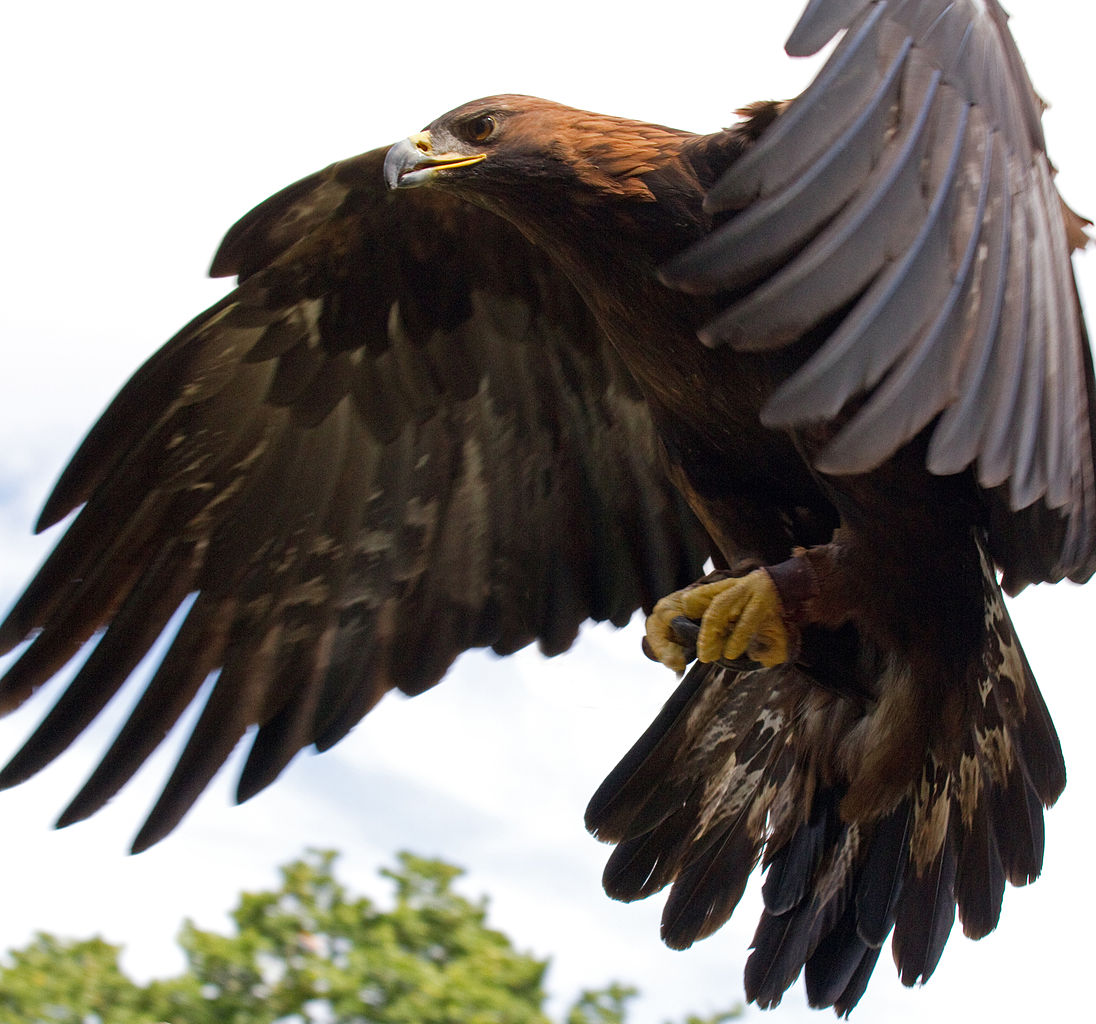 Golden_Eagle_in_flight_-_5.jpg