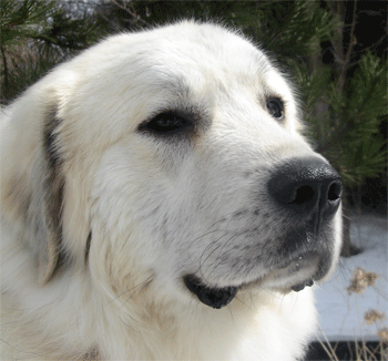 great-pyr-rescue-dakota-21493429.gif