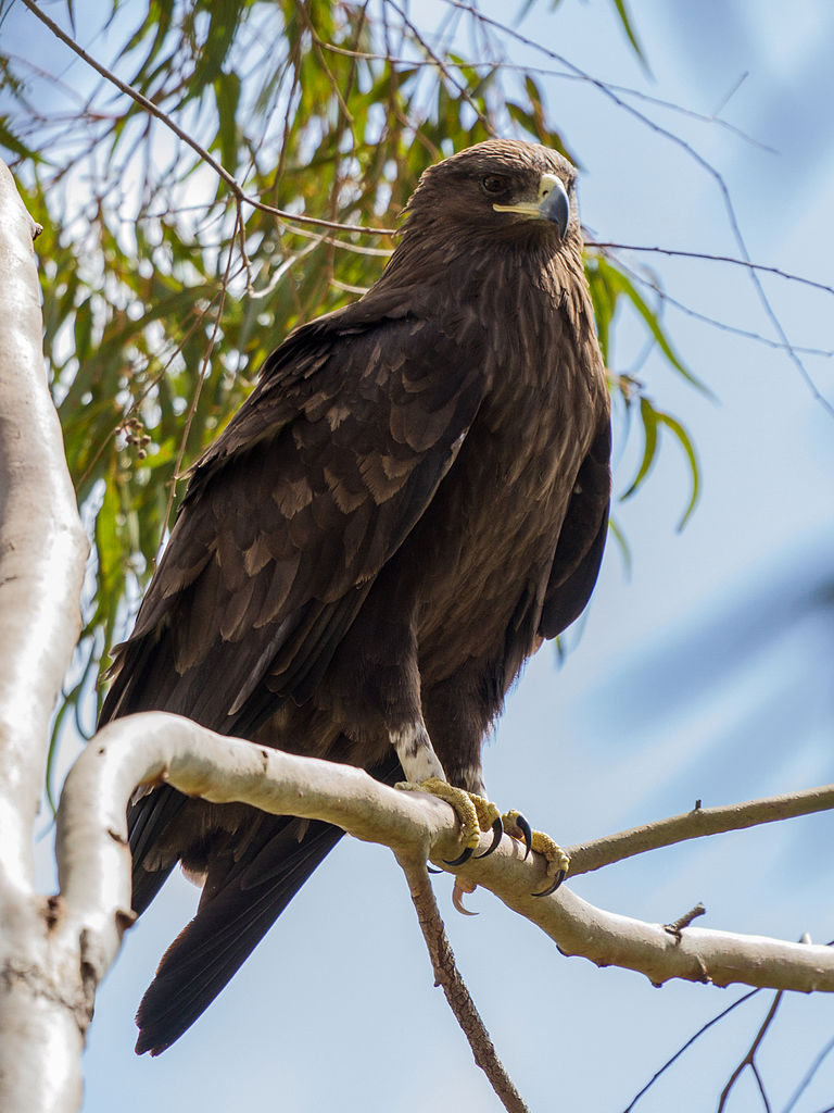 Greater_spotted_eagle.jpg