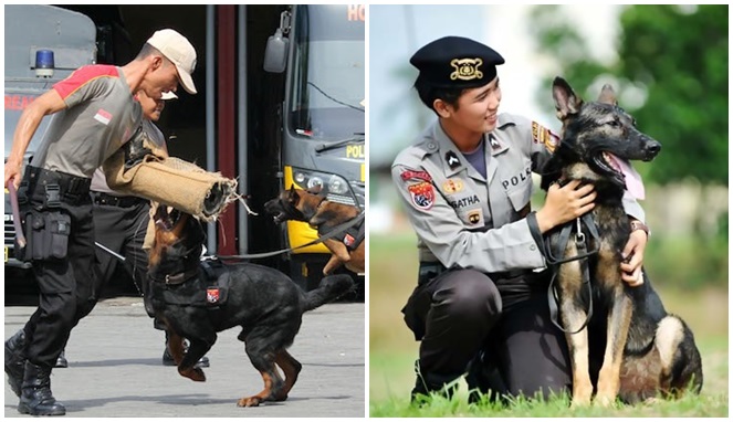 Gunakan-anjing-khusus-dengan-spesifiksi-tertentu.jpg