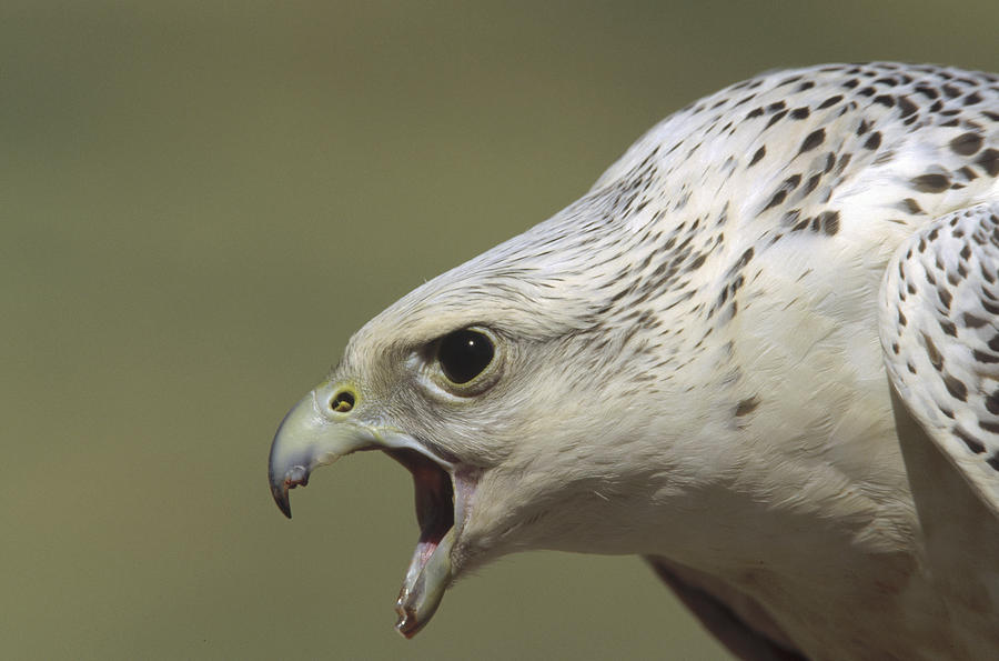 gyrfalcon-falco-rusticolus-adult-female-konrad-wothe.jpg