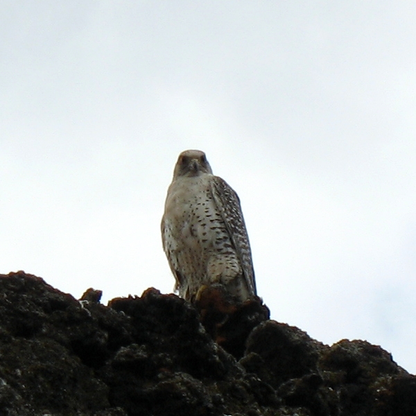 Gyrfalcon_at_Lake_Myvatn_by_Bruce_McAdam.jpg