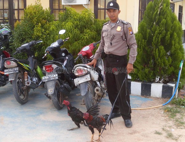 hah-biasa-tenteng-anjing-pelacak-polisi-ini-malah-tenteng-ayam.jpg