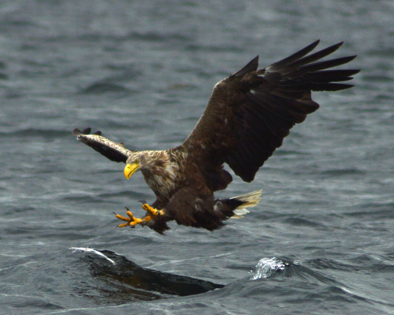 Haliaeetus_albicilla,_Mull_2.jpg