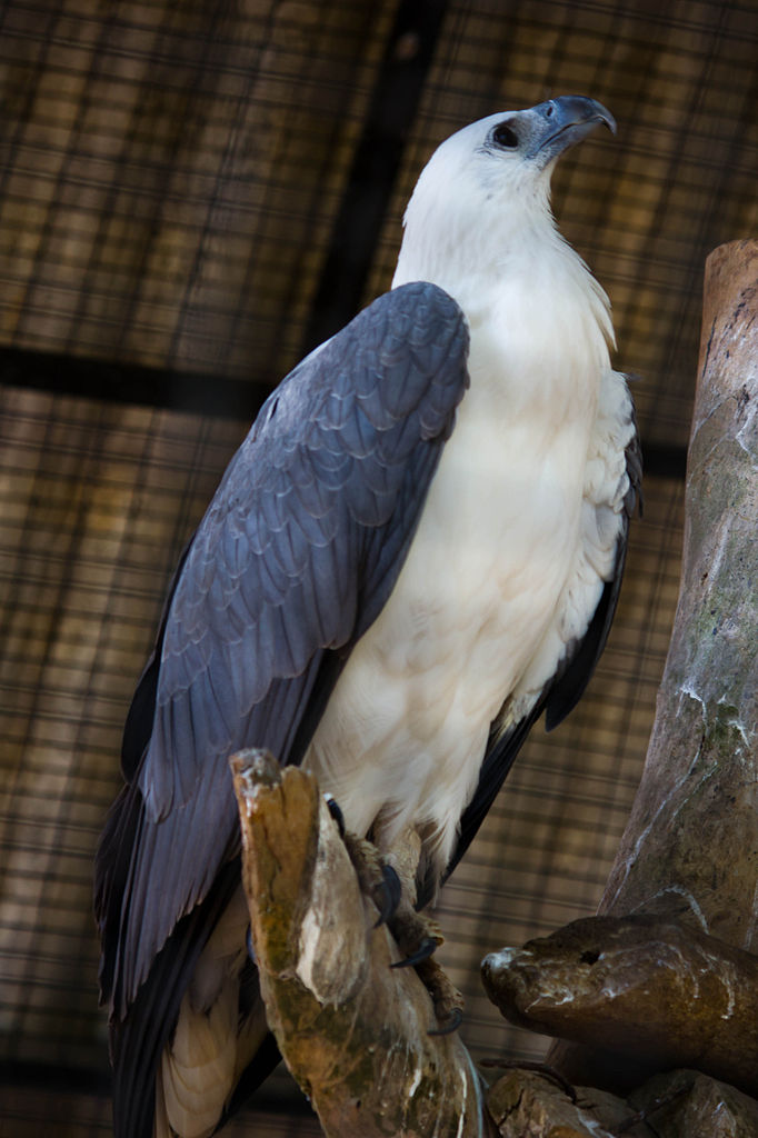 Haliaeetus_leucogaster_-Arignar_Anna_Zoo,_Vandalur,_Chennai,_India-8a.jpg