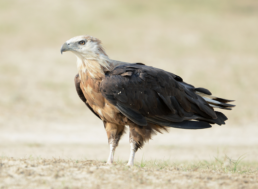 Haliaeetus_leucoryphus_-Corbett_National_Park,_Uttarakhand,_India-8.jpg