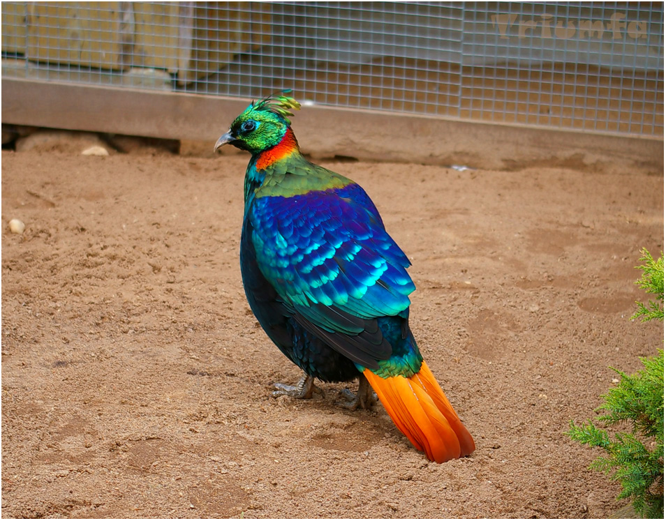 himalayan_monal_pheasant_by_triumfa-d4uzkqj.jpg