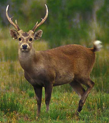 hog_deer_s2.jpg