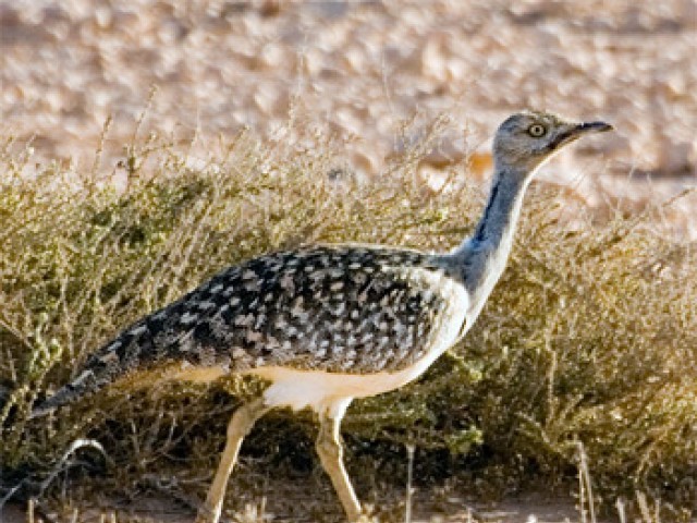 Houbara-Bustard-640x480.jpg