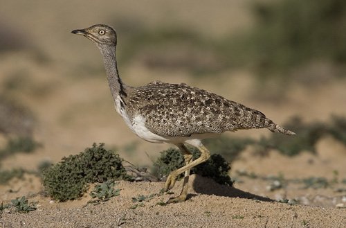 Houbara Bustard.jpg