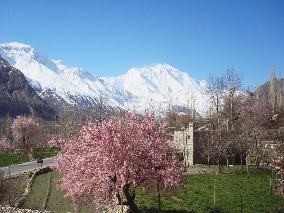 hunza-rakaposhi-nagar-cherry-blossom.jpg