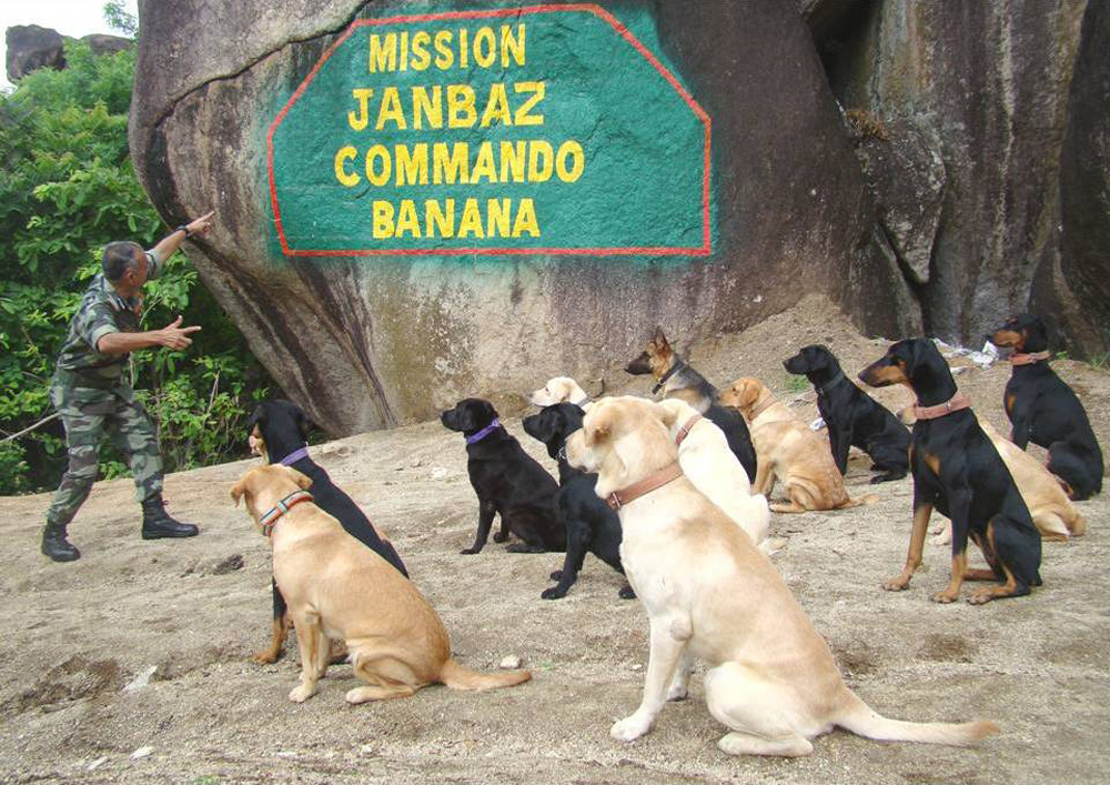 india-dogs-war1.jpg