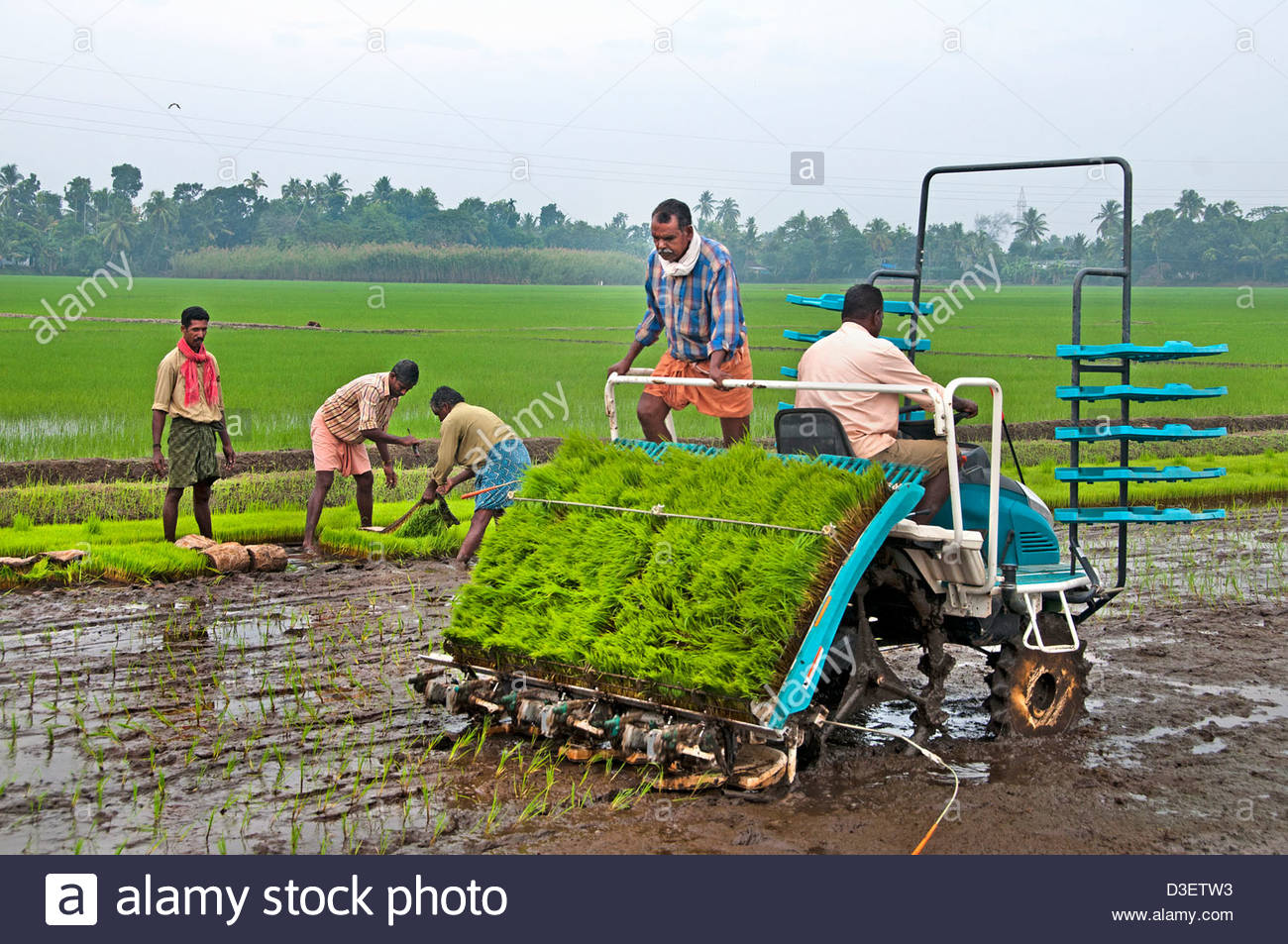 india-indian-rice-transplanter-alappuzha-alleppey-kerala-D3ETW3.jpg