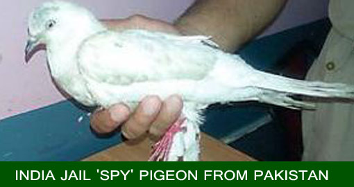 India-jails-Spy-pigeon-from-Pakistan1.jpg